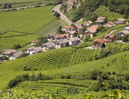 Immagine 4 di TRENTINO D.O.C.TEROLDEGO GRILL EREDI DO COBELLI