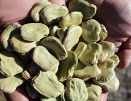 Immagine 1 di FAVA LARGA DI LEONFORTE