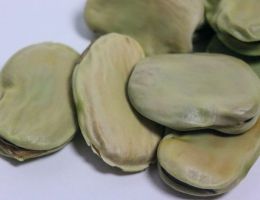 Immagine 2 di FAVA LARGA DI LEONFORTE