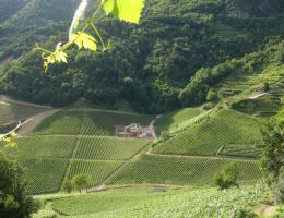 Immagine 2 di VIGNE DELLE DOLOMITI I.G.T. PINOT NERO SELEZIONE RODEL PIANEZZI POJER & SANDRI