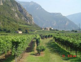 Immagine 2 di TRENTO D.O.C. 976 RISERVA TALENTO BRUT DEL FONDATORE METODO CLASSICO LETRARI VINI