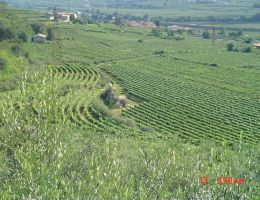 Immagine 3 di TRENTO D.O.C. 976 RISERVA TALENTO BRUT DEL FONDATORE METODO CLASSICO LETRARI VINI