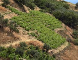 Immagine 4 di SICILIA ROSSO I.G.T. SANTA.NE' AGRI PALARI VINI