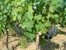 Immagine 4 di FARO D.O.C. OBLI' ENZA LA FAUCI