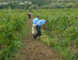 Immagine 5 di FARO D.O.C. OBLI' ENZA LA FAUCI