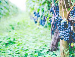 Immagine 3 di TEROLDEGO ROTALIANO D.O.C. VIGILIUS DE VESCOVI ULZBACH VINI