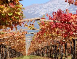 Immagine 2 di SAN LEONARDO TENUTA SAN LEONARDO