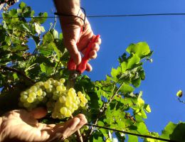 Immagine 3 di TRENTO D.O.C. ROSE' REVI SPUMANTE REVI