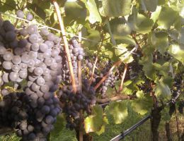 Immagine 4 di TRENTO D.O.C. ROSE' REVI SPUMANTE REVI