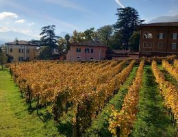 Immagine 5 di HUSAR MARZEMINO TRENTINO SUPERIORE D’ISERA D.O.C. DE TARCZAL VINI