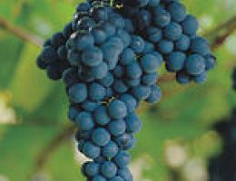 Immagine 3 di TRENTINO D.O.C. TEROLDEGO ROTALIANO  LEALBERE ZENI VIGNAIOLI E DISTILLATORI