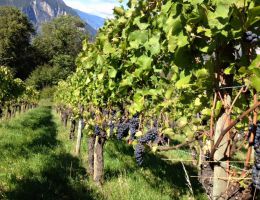 Immagine 4 di TRENTINO D.O.C. TEROLDEGO ROTALIANO  LEALBERE ZENI VIGNAIOLI E DISTILLATORI