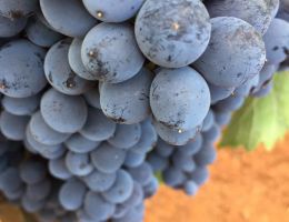 Immagine 3 di SICILIA ROSSO I.G.T. SUBER