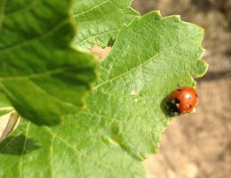 Immagine 4 di SICILIA ROSSO I.G.T. SUBER