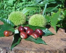 Immagine 1 di MARONE DI CAMPI