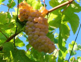 Immagine 2 di ERBALUCE DI CALUSO PASSITO D.O.C.G. VENANZIA