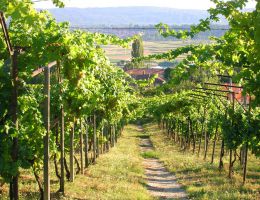 Immagine 3 di ERBALUCE DI CALUSO PASSITO D.O.C.G. VENANZIA