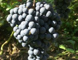 Immagine 2 di TEROLDEGO ROTALIANO D.O.C. DUE VIGNETI FEDRIZZI VINI