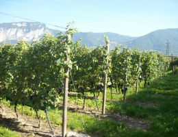 Immagine 3 di TEROLDEGO ROTALIANO D.O.C. DUE VIGNETI FEDRIZZI VINI