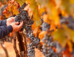 Immagine 4 di TEROLDEGO ROTALIANO D.O.C. DUE VIGNETI FEDRIZZI VINI