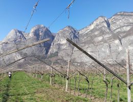 Immagine 5 di TEROLDEGO ROTALIANO D.O.C. DUE VIGNETI FEDRIZZI VINI