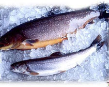 Immagine 1 di ALLEVAMENTO TROTA DELLE DOLOMITI TROTA ORO