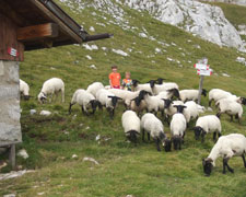 Immagine 1 di PROSCIUTTO CRUDO DI PECORA MASO SANTA LIBERA