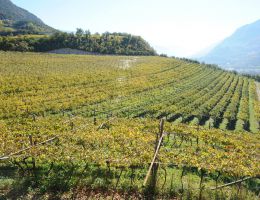 Immagine 3 di TRENTO D.O.C. MOSER 51,151 CHARDONNAY BRUT METODO CLASSICO MOSER TRENTO VINI