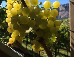 Immagine 4 di TRENTO D.O.C. MOSER 51,151 CHARDONNAY BRUT METODO CLASSICO MOSER TRENTO VINI