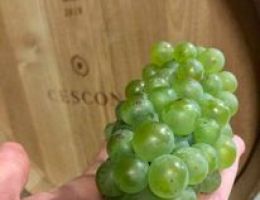 Immagine 3 di VIGNETI DELLE DOLOMITI I.G.T. MANZONI BIANCO CESCONI VINI