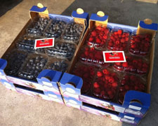 Immagine 1 di FRAGOLE E PICCOLI FRUTTI