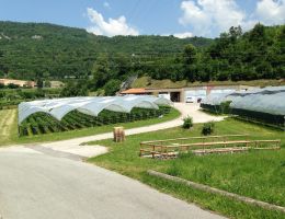 Immagine 2 di FRAGOLE E PICCOLI FRUTTI