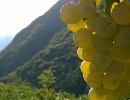 Immagine 3 di TRENTINO D.O.C. VIGNA CANTANGHEL SAUVIGNON BLANC MASO CANTANGHEL