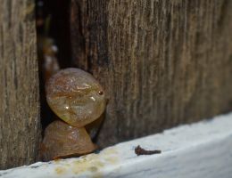 Immagine 4 di VINO SANTO DEL TRENTINO GINO PEDROTTI VINI