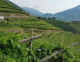 Immagine 3 di TRENTO D.O.C. ORO ROSSO 60 MESI DOSAGGIO ZERO CEMBRA CANTINA DI MONTAGNA