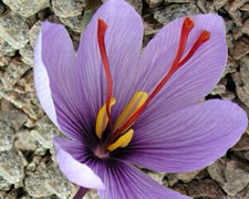 Immagine 1 di ZAFFERANO PURISSIMO DI LEONFORTE