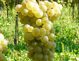 Immagine 2 di STRAVINO DI STRAVINO LINEA LE ESPRESSIONI PRAVIS VINI