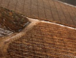 Immagine 4 di STRAVINO DI STRAVINO LINEA LE ESPRESSIONI PRAVIS VINI