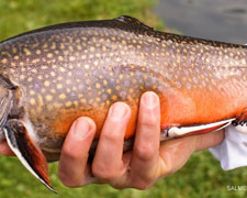 Immagine 1 di TROTA E SALMERINO DELLE ALPI TROTICOLTURA ARMANINI