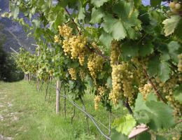 Immagine 2 di TRENTINO D.O.C. NOSIOLA SOTTOVI CANTINE FRANCESCO POLI