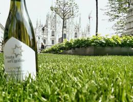 Immagine 3 di VERDICCHIO DEI CASTELLI DI JESI D.O.C. CLASSICO LE PIAOLE