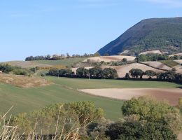 Immagine 1 di OLIO EXTRAVERGINE DI OLIVA CULTIVAR MIGNOLA QUALITA' SUPERIORE