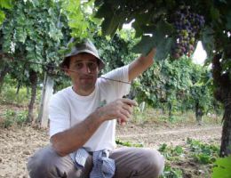 Immagine 2 di MARCHE ROSSO I.G.T. GRIFOLA