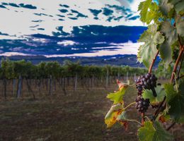 Immagine 3 di MARCHE MONTEPULCIANO I.G.T. ERASMO CASTELLI