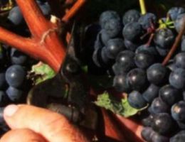 Immagine 4 di MARCHE MONTEPULCIANO I.G.T. ERASMO CASTELLI