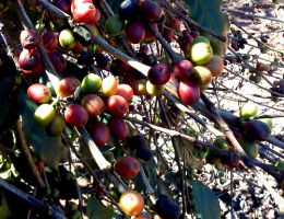 Immagine 1 di ESPRESSO GRAN AROMA MONFORTE