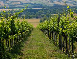 Immagine 4 di MARCHE ROSSO I.G.T. CAMERTE