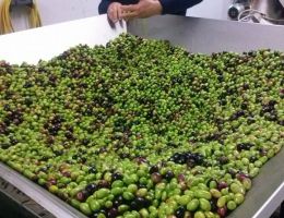 Immagine 3 di OLIO EXTRAVERGINE DI OLIVA BIOLOGICO BLEND DI CATEGORIA SUPERIORE