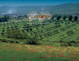 Immagine 5 di OLIO EXTRAVERGINE DI OLIVA BIOLOGICO BLEND DI CATEGORIA SUPERIORE