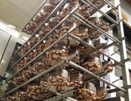 Immagine 4 di PANETTONE ARTIGIANALE GIOVANNI PINA